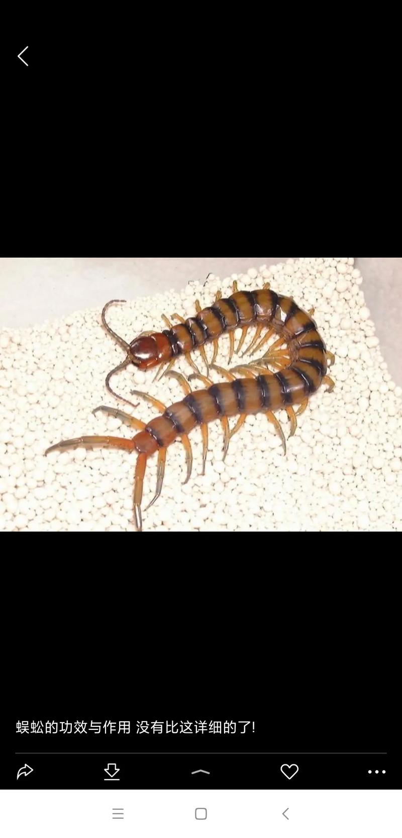 蜈蚣进屋的预兆,蜈蚣进屋的预兆及解释