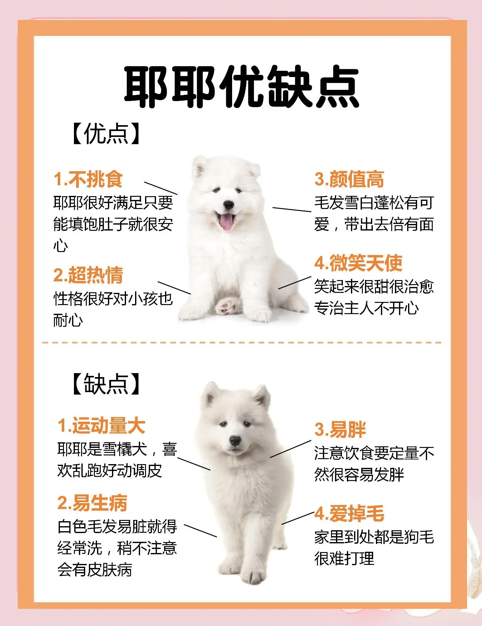 怎么鉴别萨姆耶纯不纯种,怎么鉴别萨姆耶纯不纯种图片