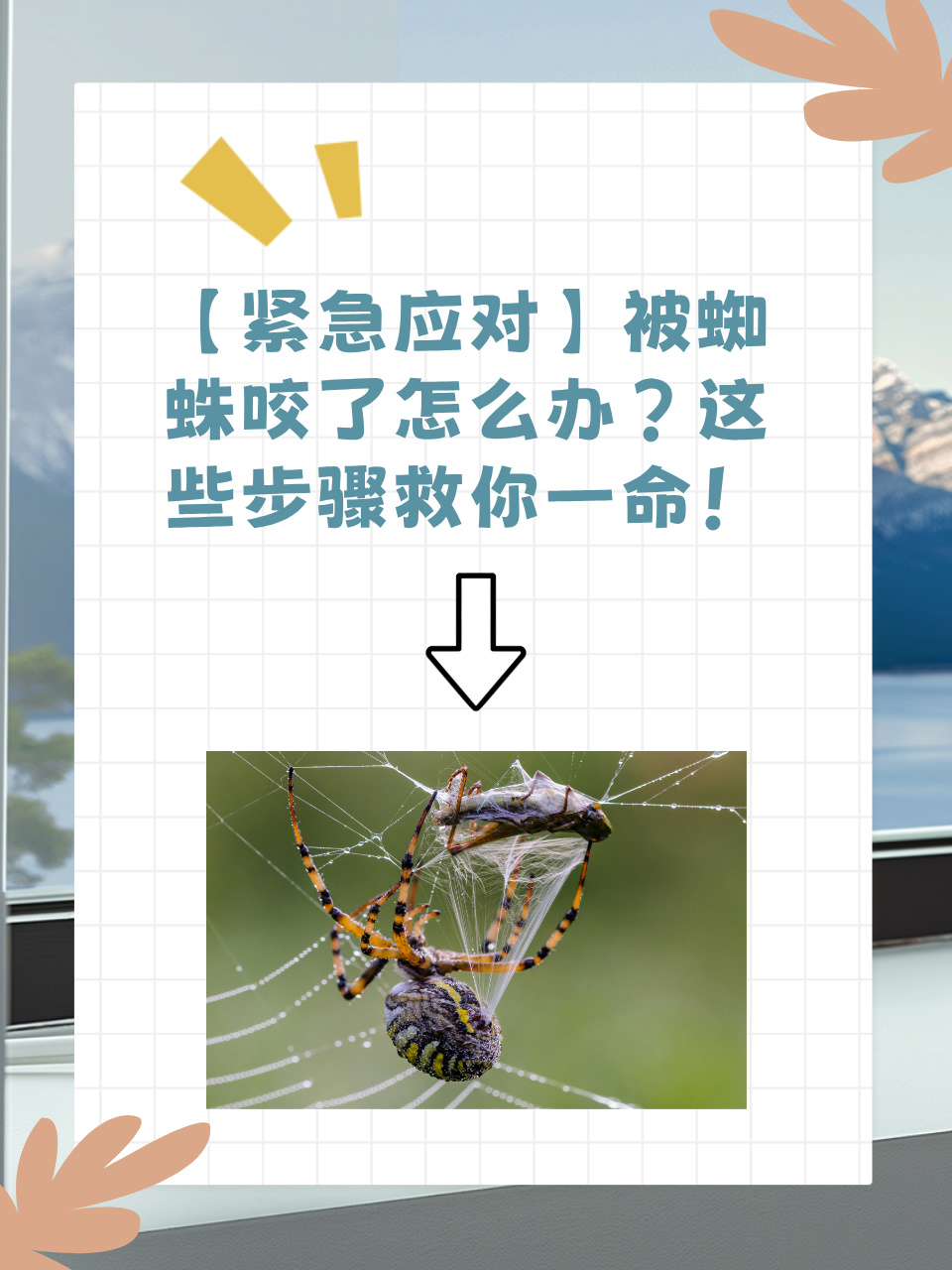 打死蜘蛛的后果是什么,打死蜘蛛的后果是什么样的