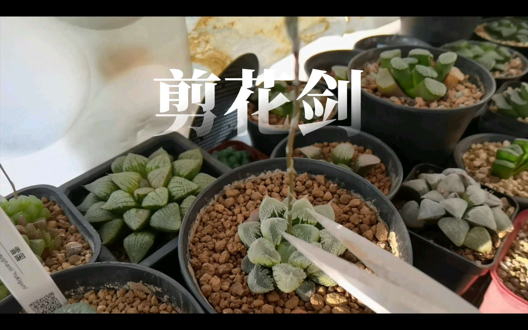 多肉剪下来的花剑如何繁殖,多肉剪下来的花剑如何繁殖呢