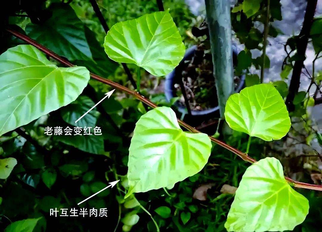 宽筋藤的功效与作用简单介绍,宽筋藤的功效与作用简单介绍图片