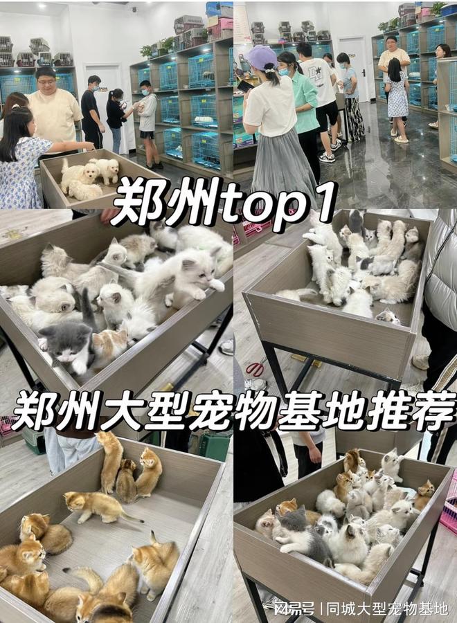 郑州宠物市场都有卖什么的,郑州宠物市场哪个最好