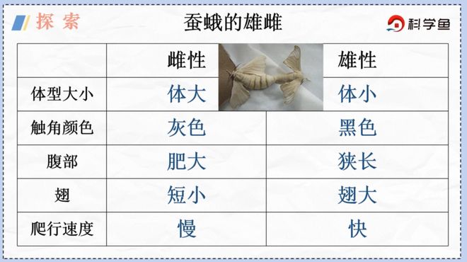 怎么知道蚕宝宝要吐丝结茧了,怎么知道蚕宝宝要吐丝结茧了呢