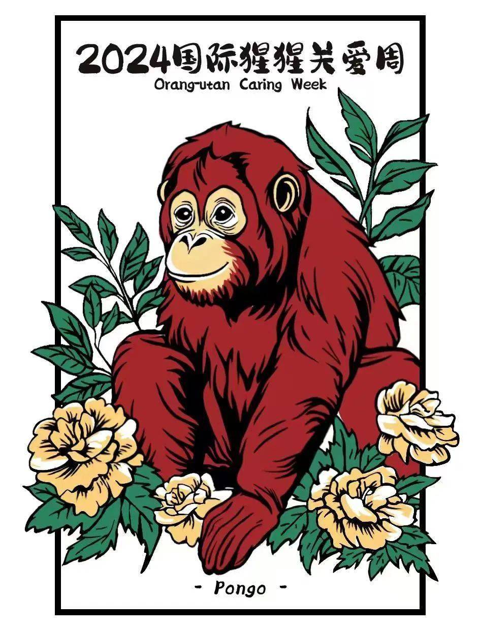 大猩猩英语怎么读,大猩猩英语怎么读音发音