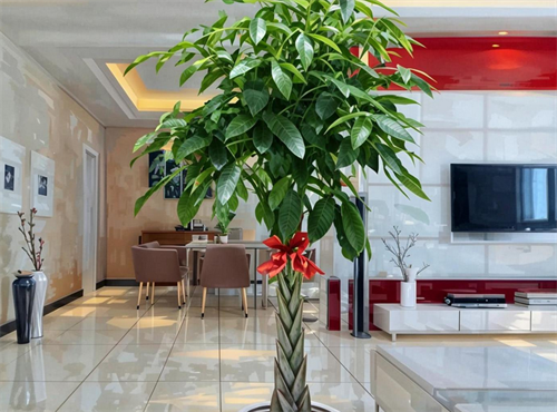 农村大门口栽哪些树旺财,农村门口栽什么树镇宅旺财