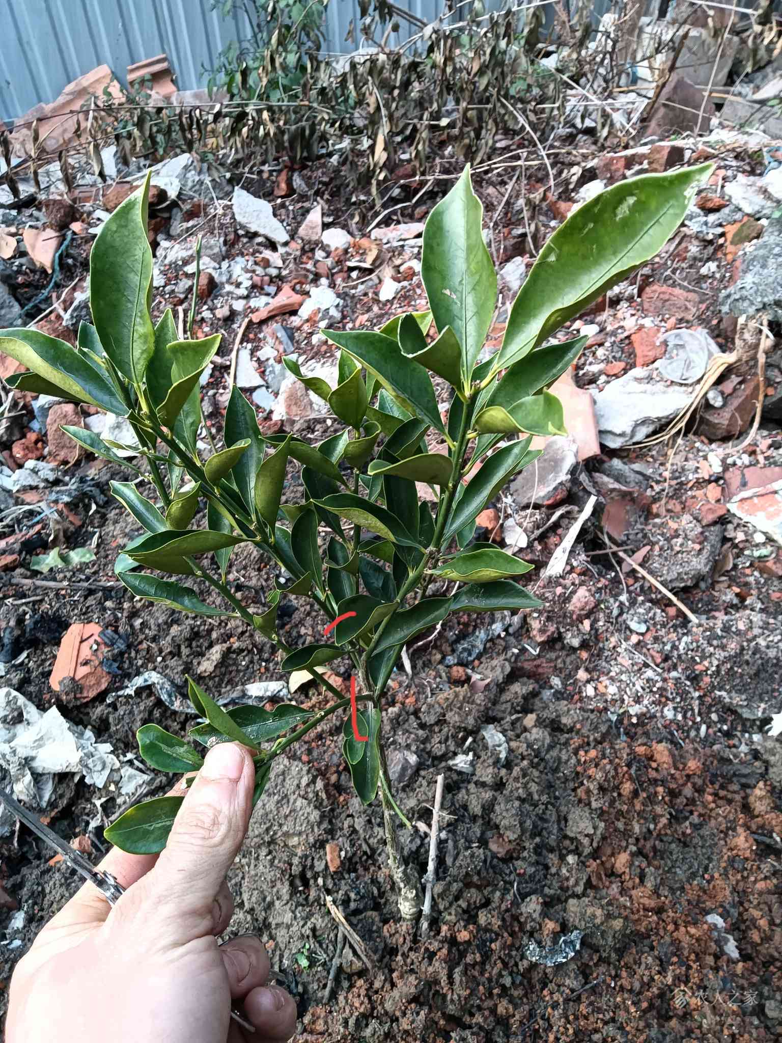 桔子树的修剪方法,桔子树怎么修剪才能结的果多