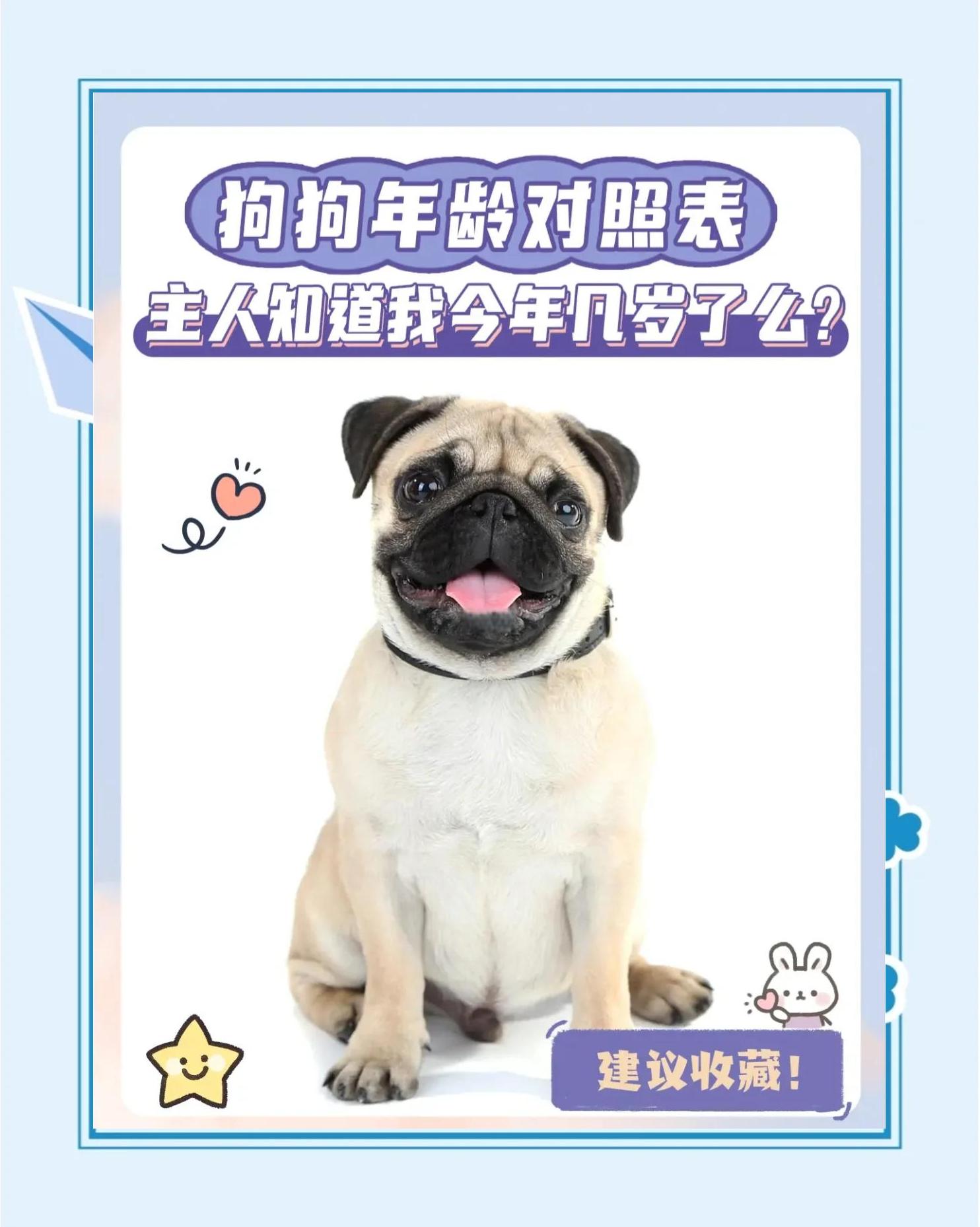 狗年龄对照表12年,2025年属狗的年龄表