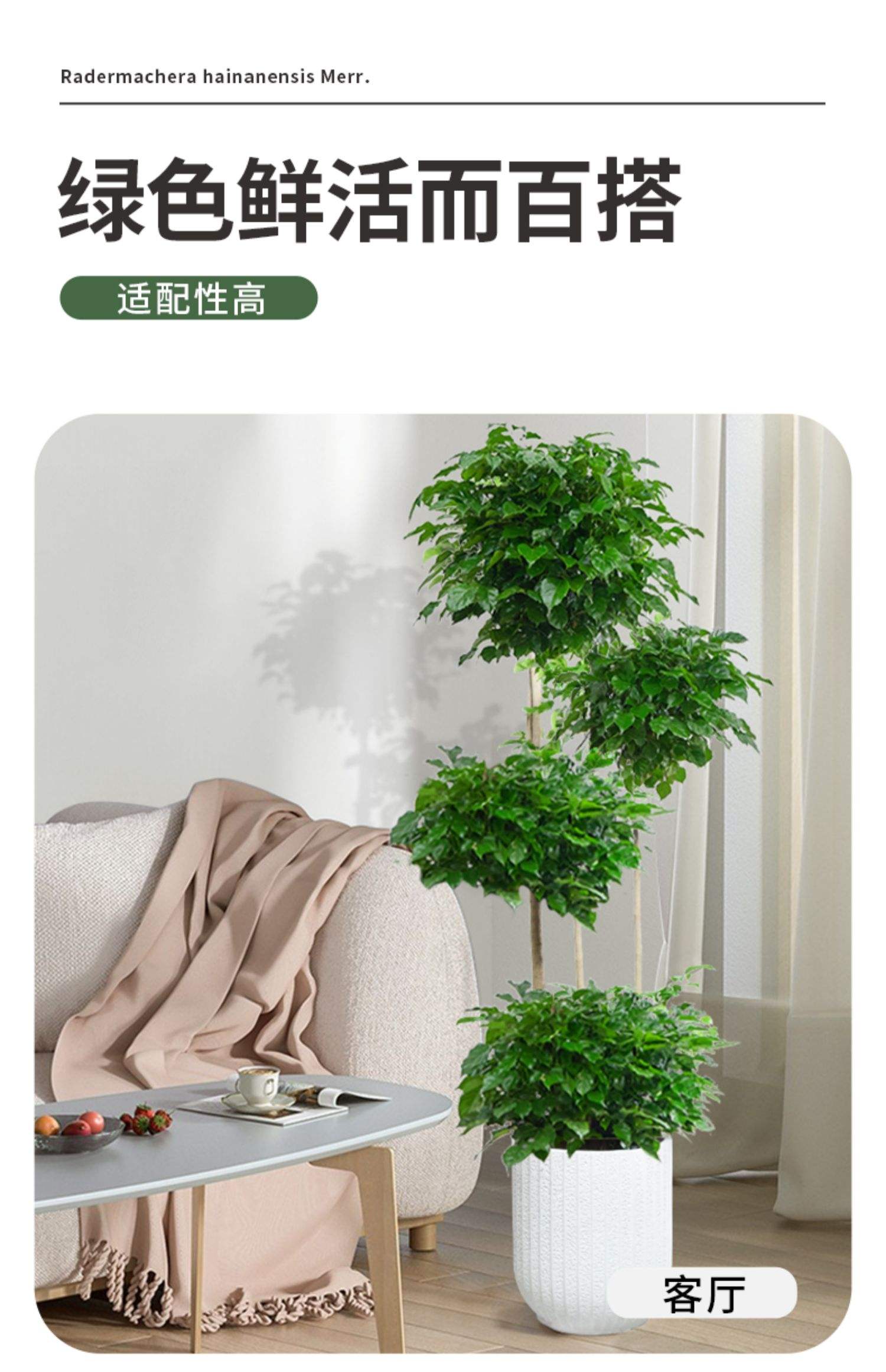 绿宝树适合放客厅吗,绿宝树摆放在客厅哪个位置?