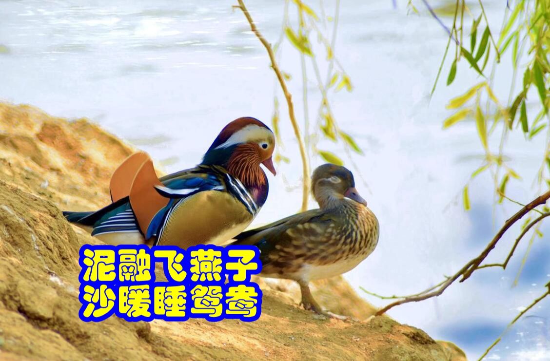 泥融飞燕子沙暖睡鸳鸯的意思简述,泥融飞燕子沙暖睡鸳鸯是用了什么修辞手法