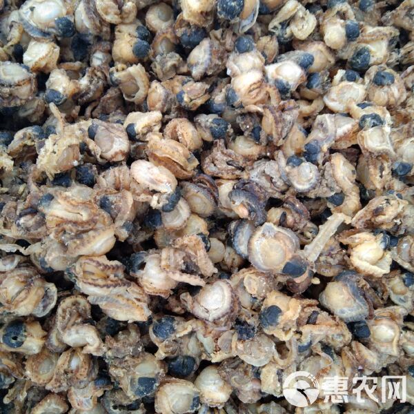 干扇贝如何清洗,干扇贝肉怎么处理干净