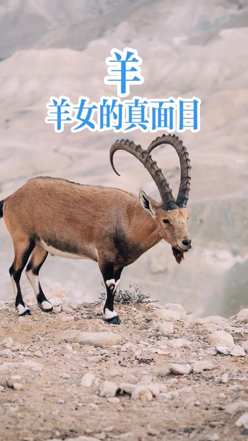 属于羊的女人命运如何,属于羊的女人命运如何呢