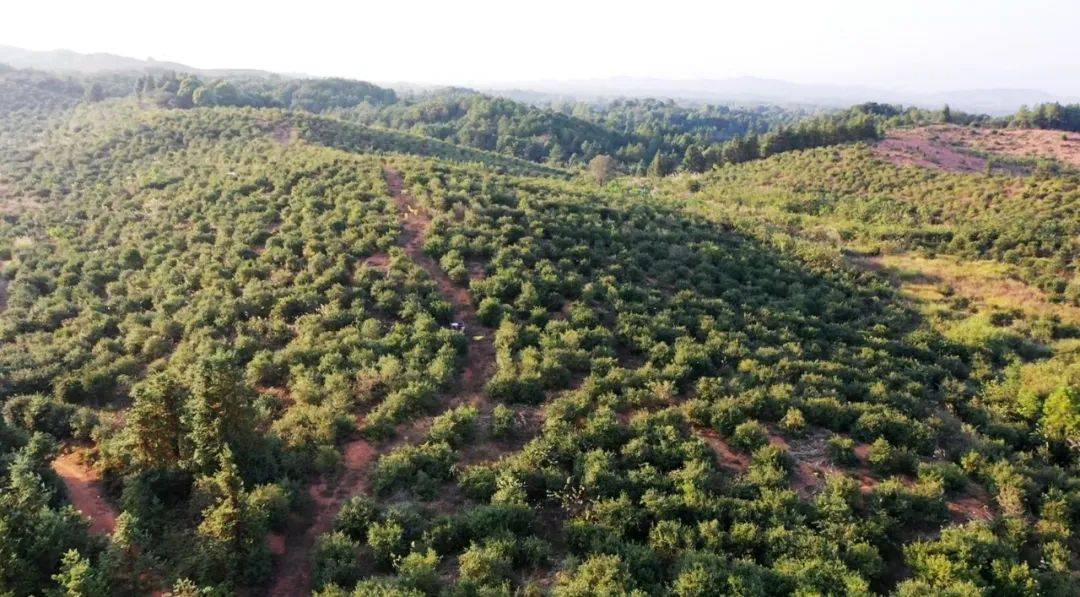 一亩油茶一年赚多少,一亩油茶可以产多少油