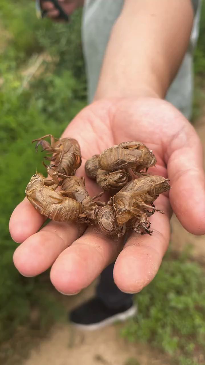 知了和蝉的区别,知了和蝉的区别口诀