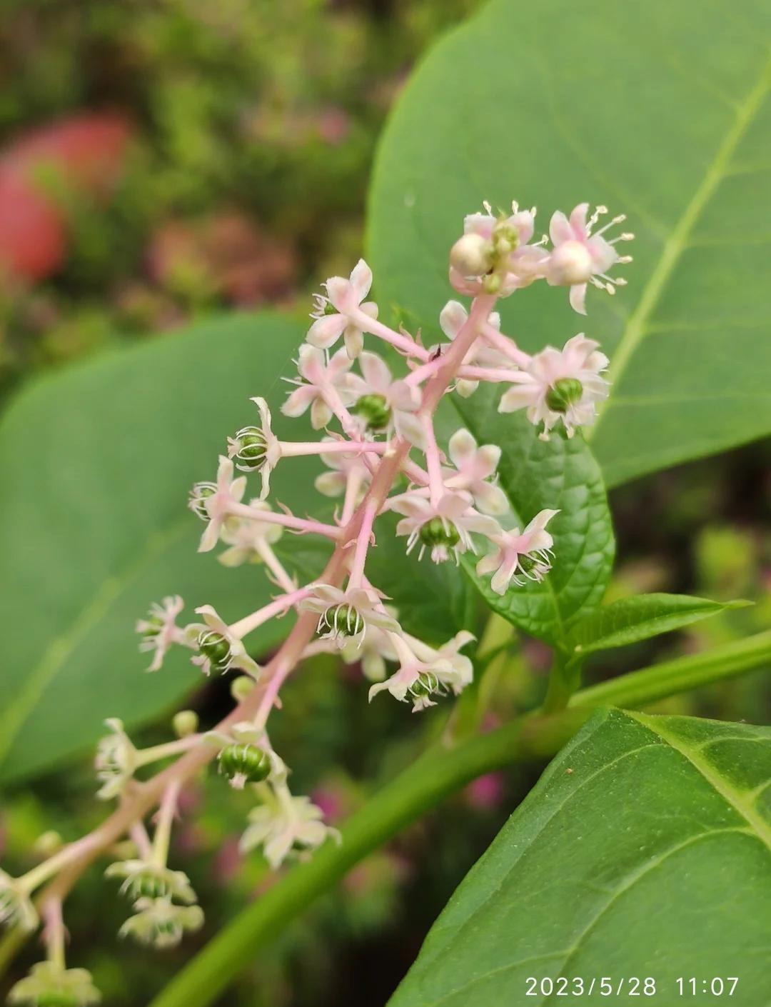 商陆的功效与作用有哪些,商陆的功效和用法用量