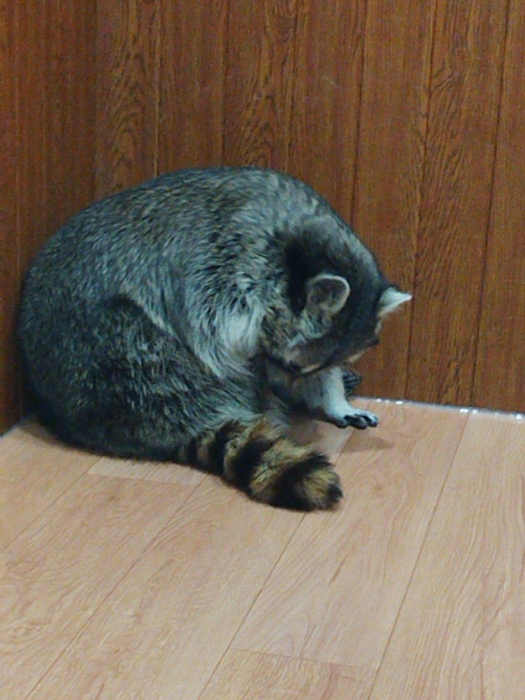 干脆面是什么动物,干脆面是什么动物的外号