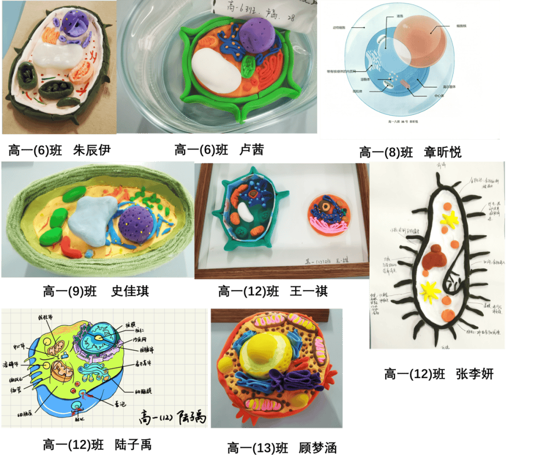 细胞模型制作方法,细胞模型制作方法视频