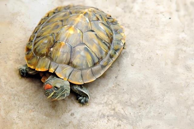 家里养巴西龟吉利吗,家里养巴西龟吉利吗有什么风水禁忌