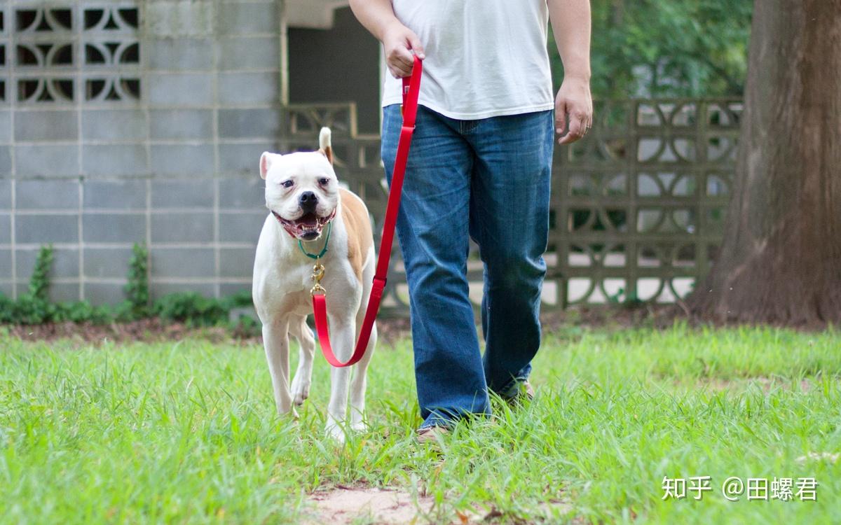 遛狗的正确方法,遛狗的正确姿势