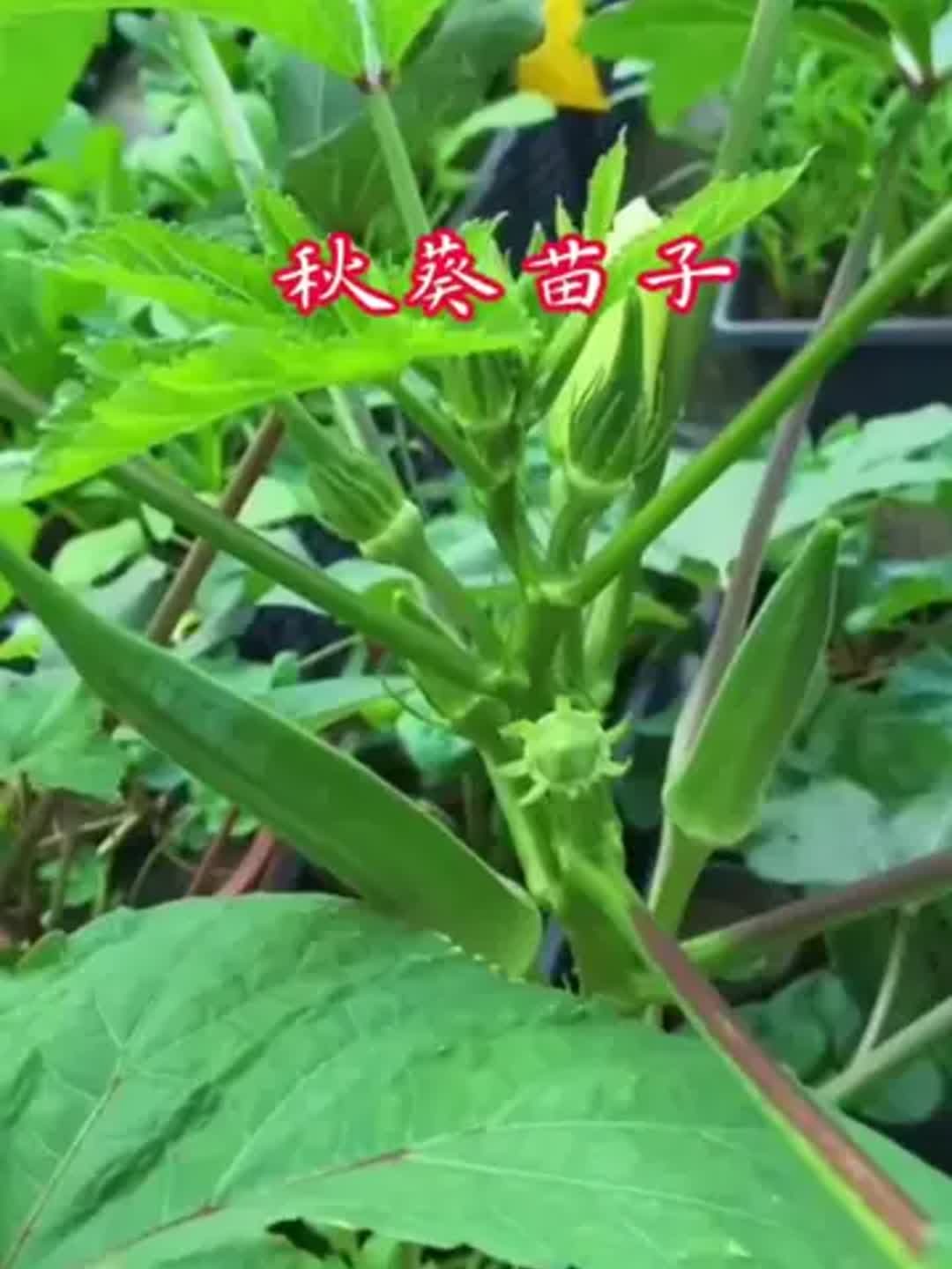 黄秋葵壮阳吗,黄秋葵壮阳吗有效果吗