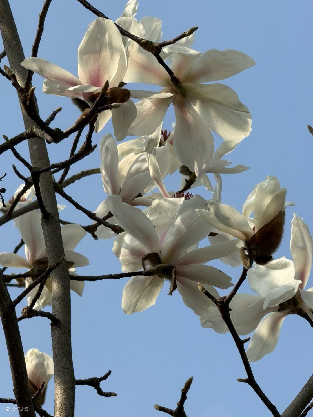 争芳斗艳是啥意思,争芳斗艳的意思是什么?