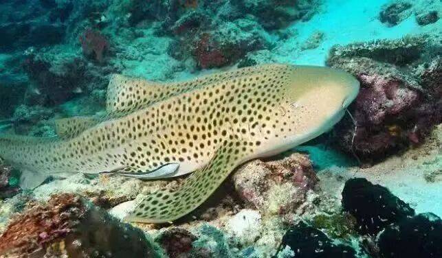 无头鱼是什么鱼,超市无头鱼是什么鱼