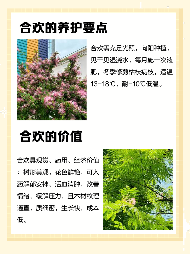 合欢花泡水喝的副作用,合欢花泡茶喝有什么好处