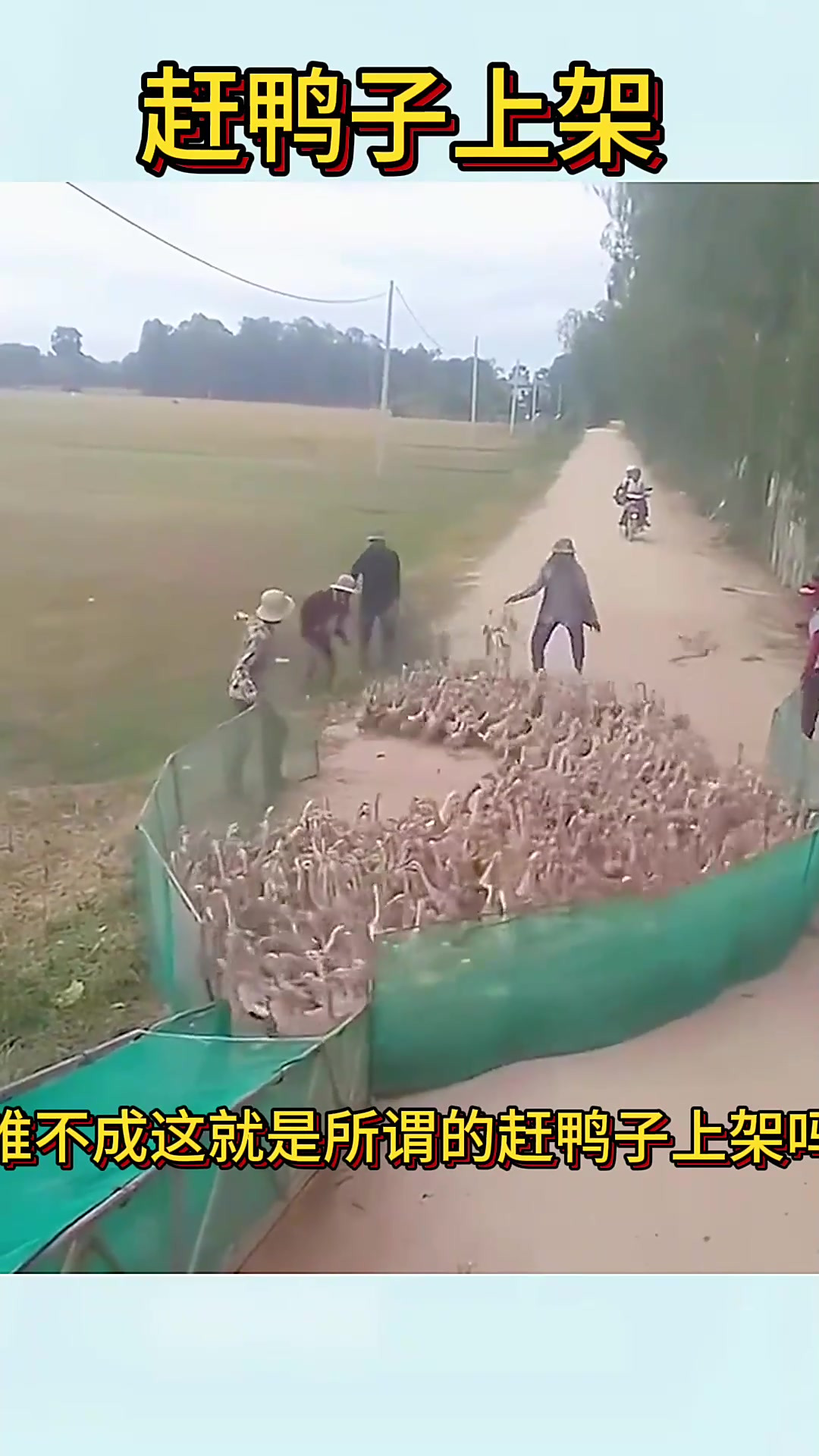 赶鸭子上架歇后语下一句,赶鸭子上架歇后语下一句是什么绣花枕头稻香芯