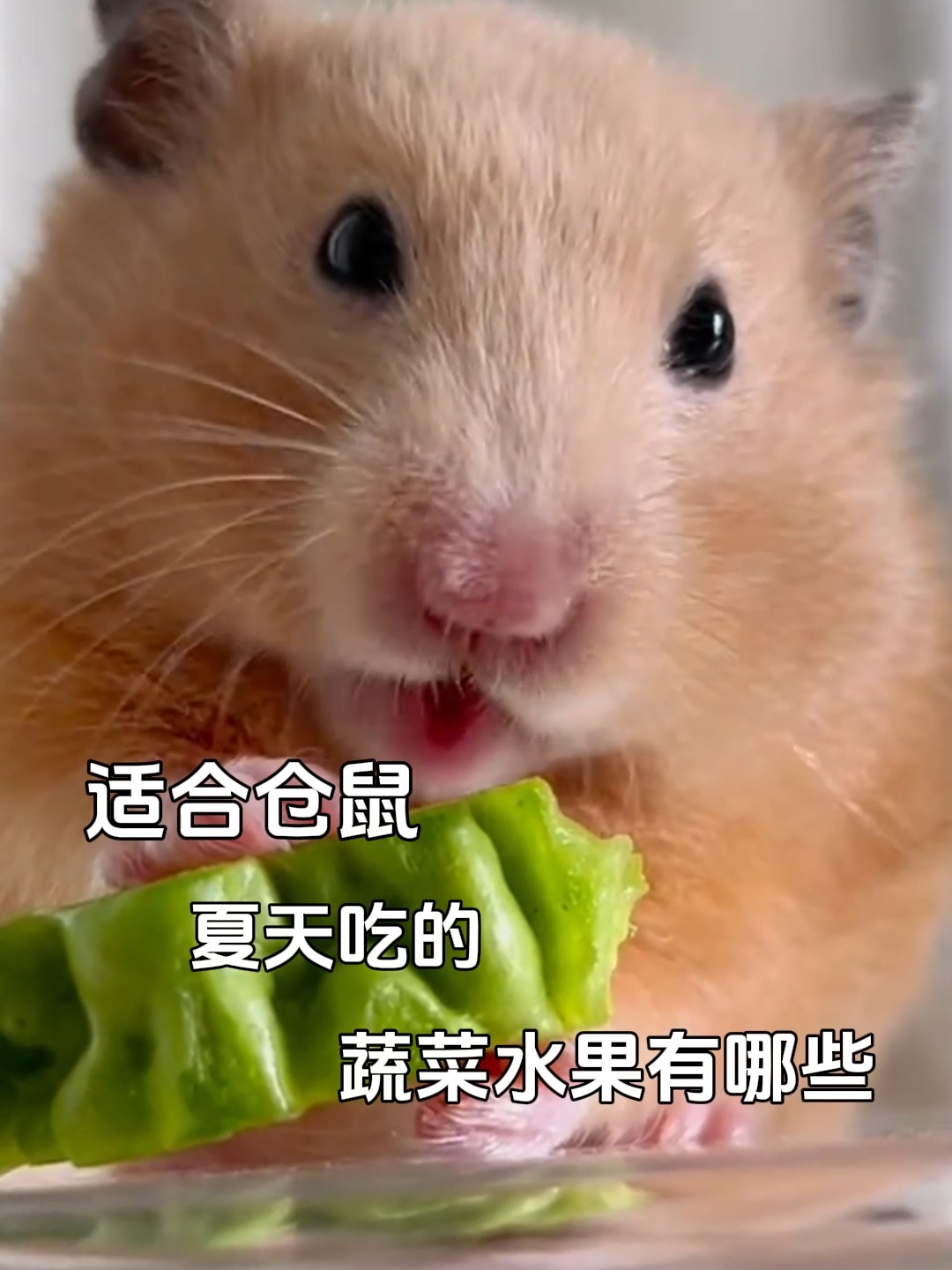 仓鼠喜欢吃什么东西,仓鼠爱吃什么食物有哪些