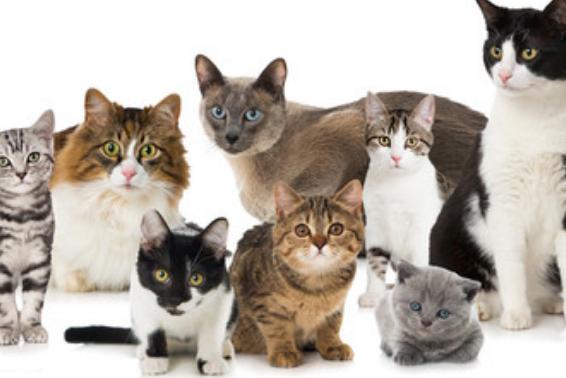 女人做梦梦到猫什么意思,女人梦见猫是好事还是坏事