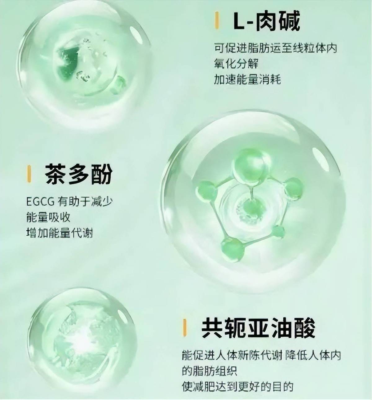 左旋肉碱是什么东西,左旋肉碱是什么东西什么作用