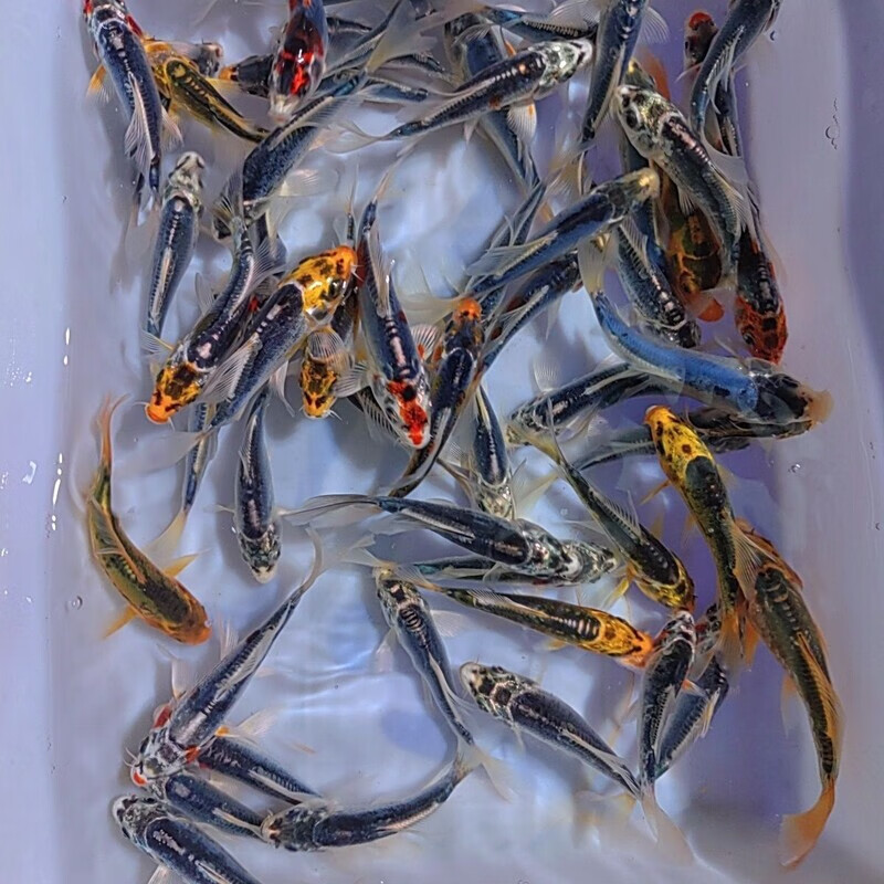 华为应用市场 第18页