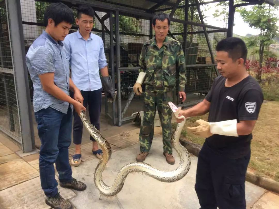 捕蛇网怎么放,捕蛇网怎么放进鱼缸