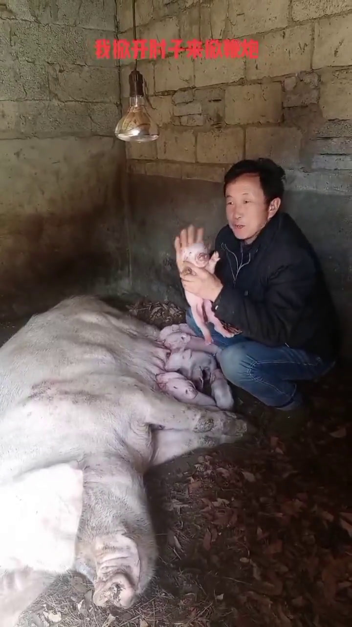 适合农村养猪方法,农村最好的养猪方法