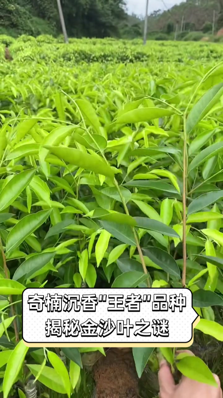 金沙叶沉香好不好,金沙沉香的功效与作用