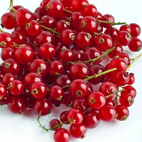 红醋栗是什么,俄罗斯醋栗是什么