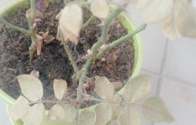 玫瑰枯萎了不想扔掉的处理方法,玫瑰枯萎了不想扔掉的处理方法有哪些