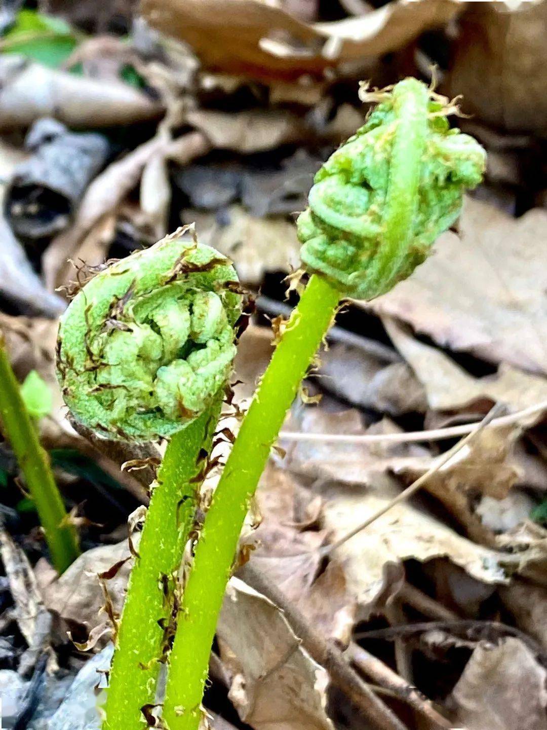 怎样做野鸡绊脚套,