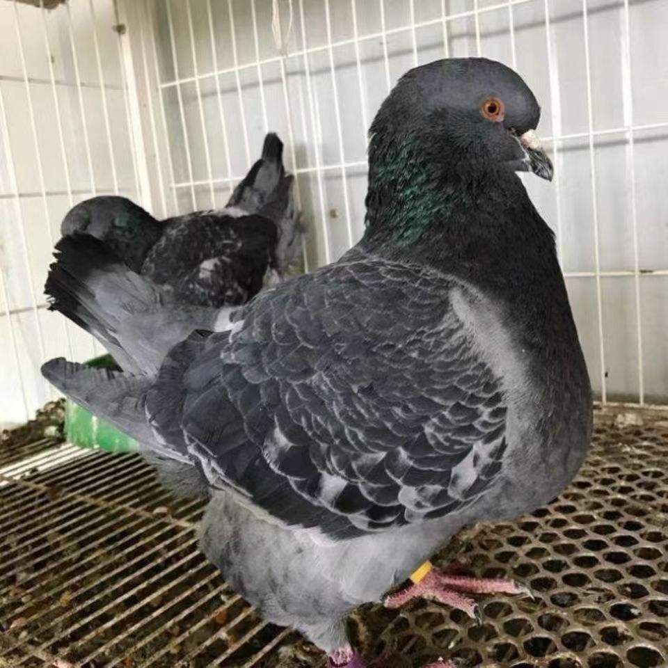 鸽子的种类有哪些,鸽子种类名称及简介