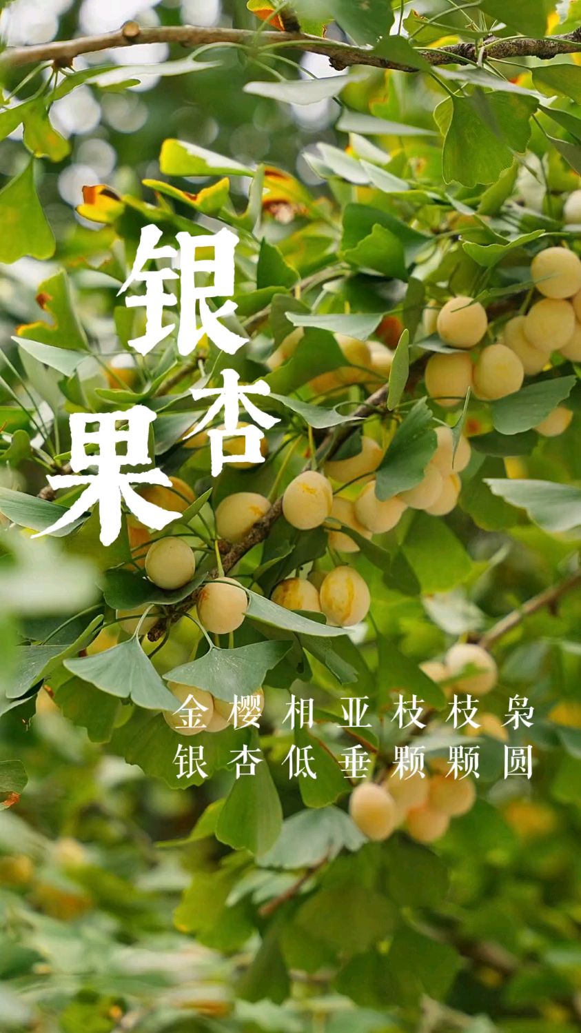 银杏果何时成熟,银杏果啥时候结果