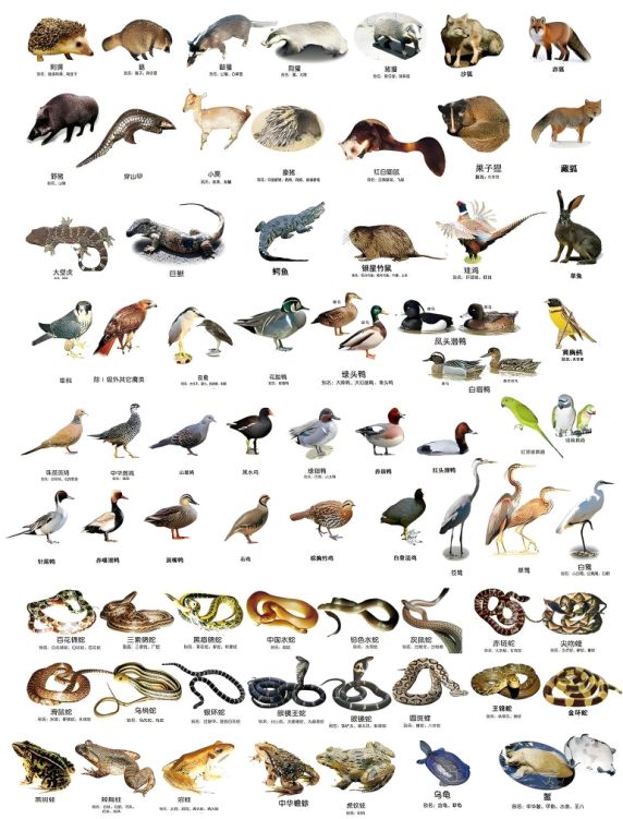 动物名称大全动物的名称有哪些,动物名称大全动物的名称有哪些图片