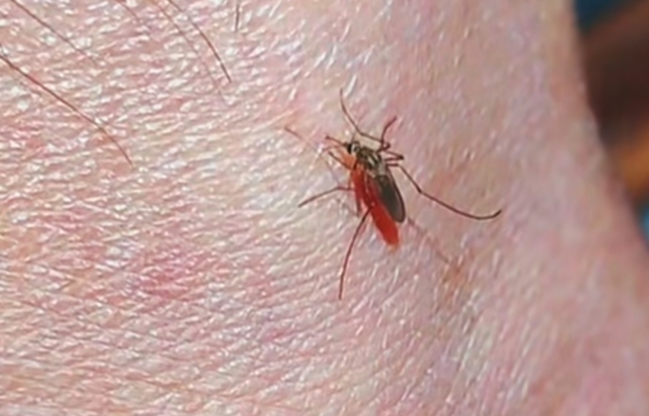 像蚊子一样咬人的小黑虫是什么,像蚊子叮咬一样的包,是什么虫子咬的