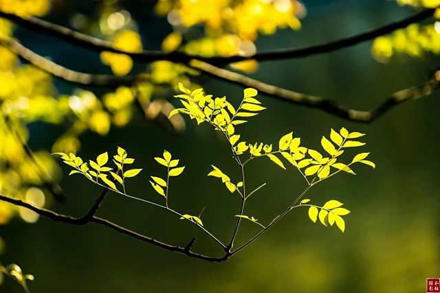 秋风又叫什么风？,秋风叫什么名字