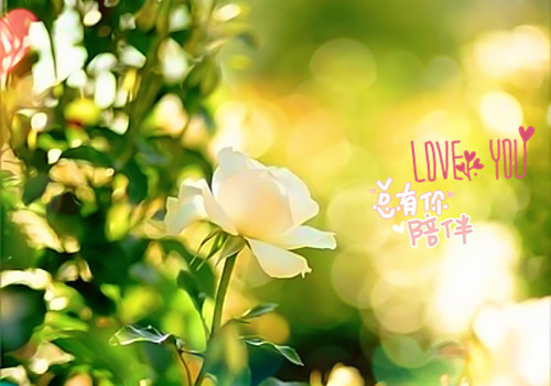 送你一朵玫瑰花歌词,送你一朵玫瑰花歌词谁写的