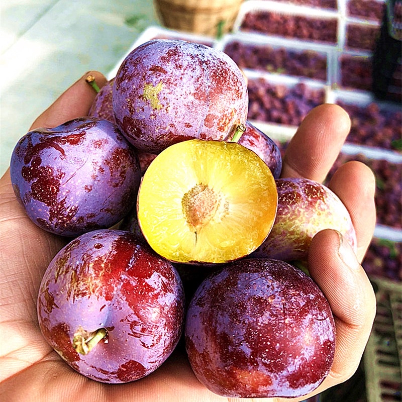 四川有哪些水果,四川有哪些水果可以种植