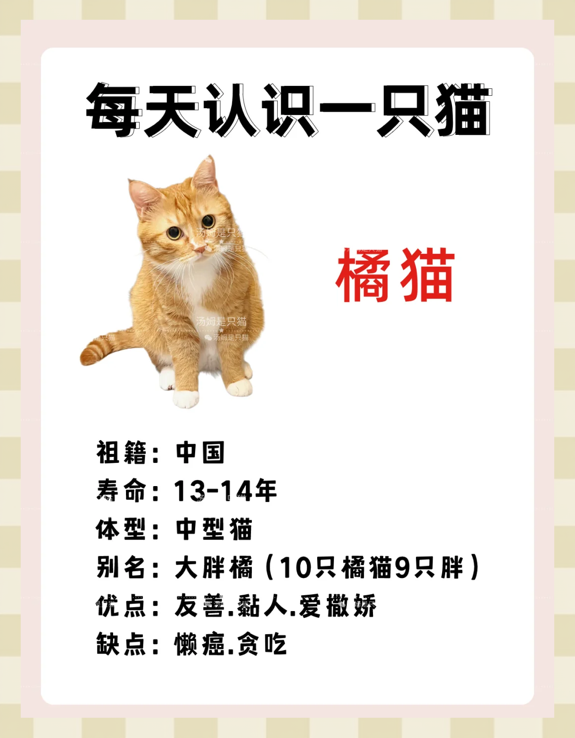 宠物店橘猫多少钱一只?,小中华田园猫宠物店多少钱一只