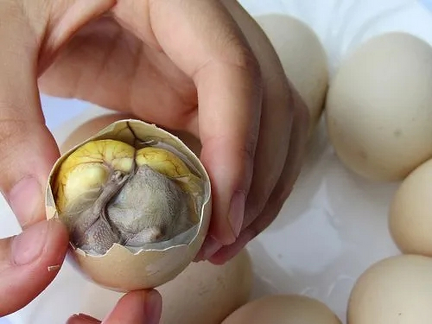 毛蛋是什么东西,毛蛋学名叫什么什么