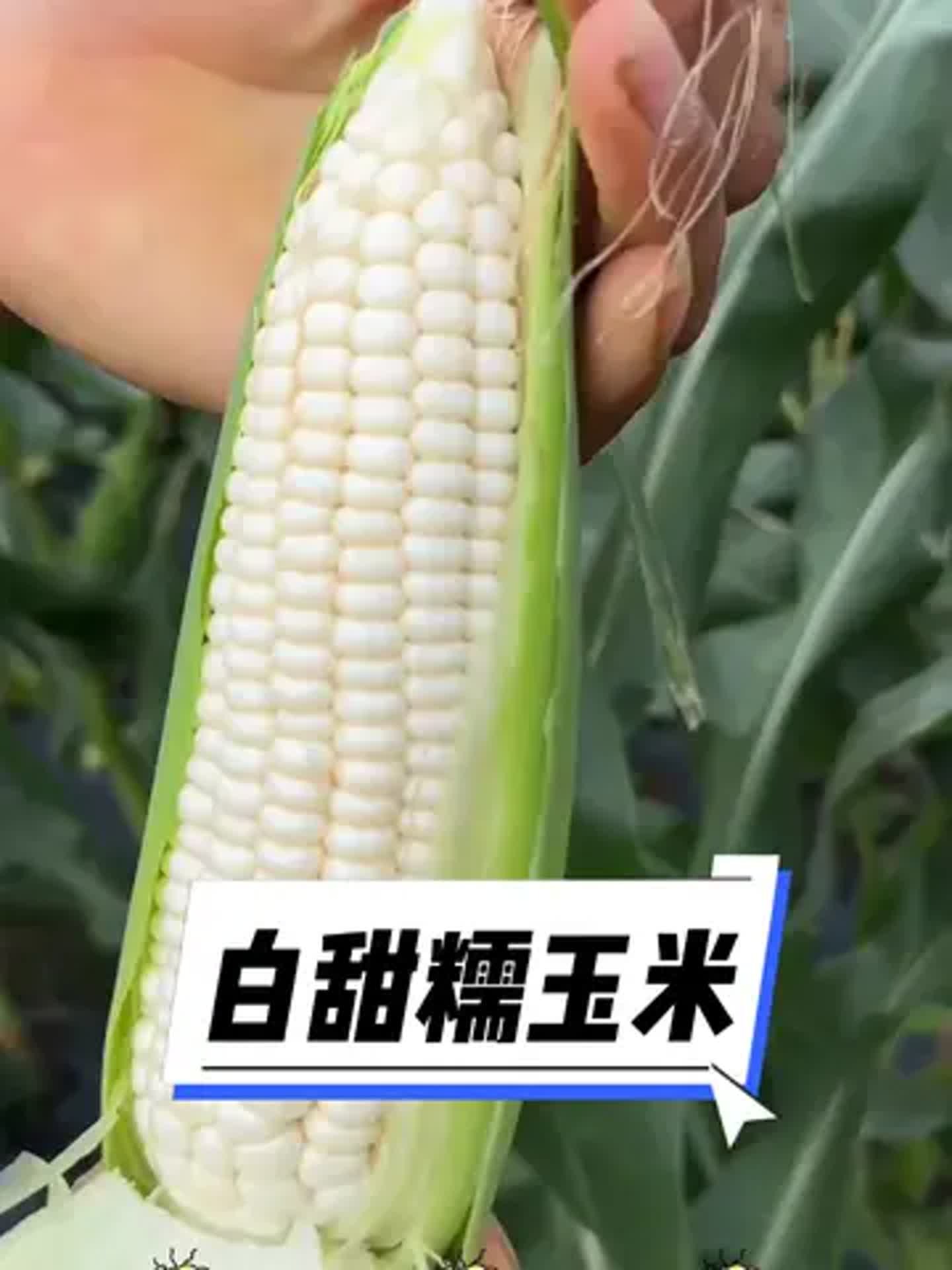 甜玉米一般要煮多长时间,甜玉米一般煮多长时间就熟了