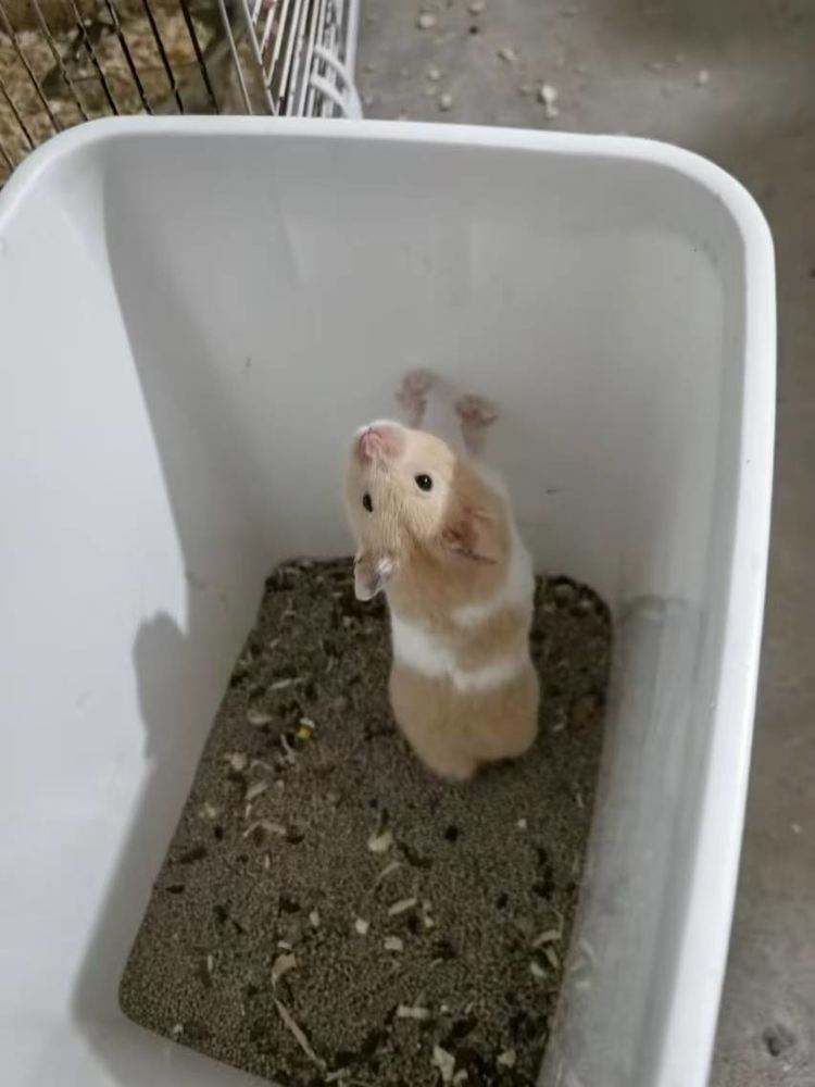 仓鼠一般能长到多大,仓鼠一般能长到多大年龄