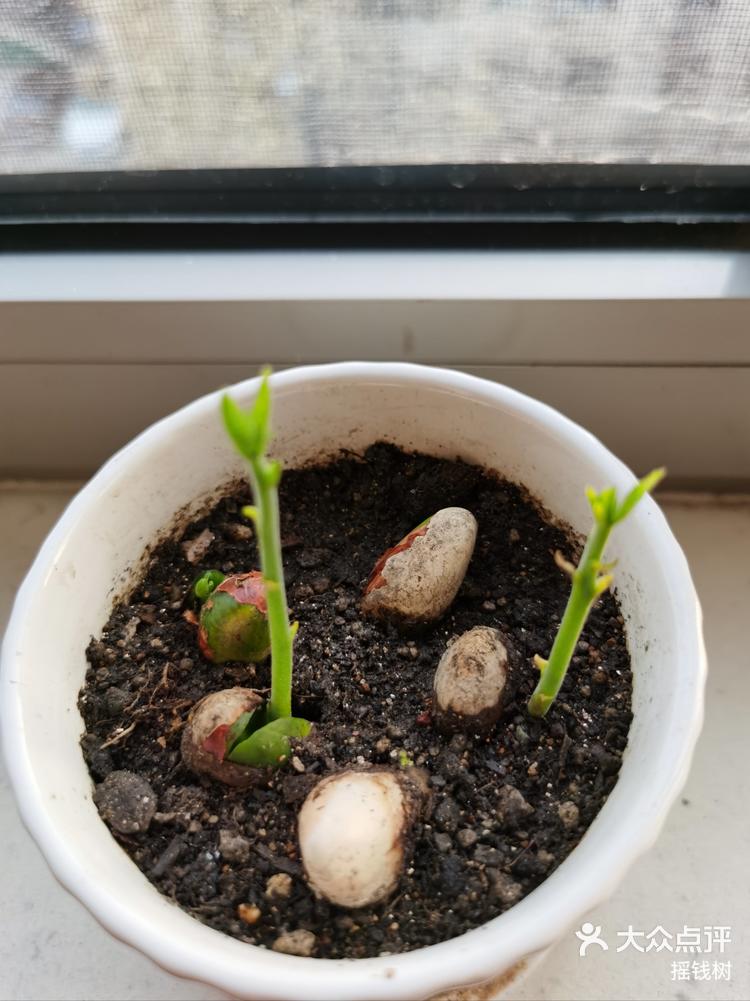 菠萝蜜的核如何种盆栽,菠萝蜜的核能种吗?怎么种