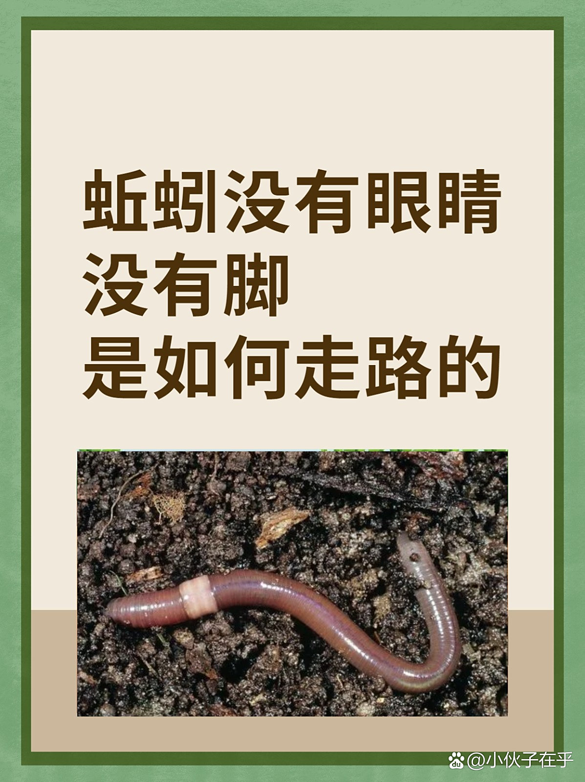 蚯蚓是什么动物,蚯蚓是什么动物?